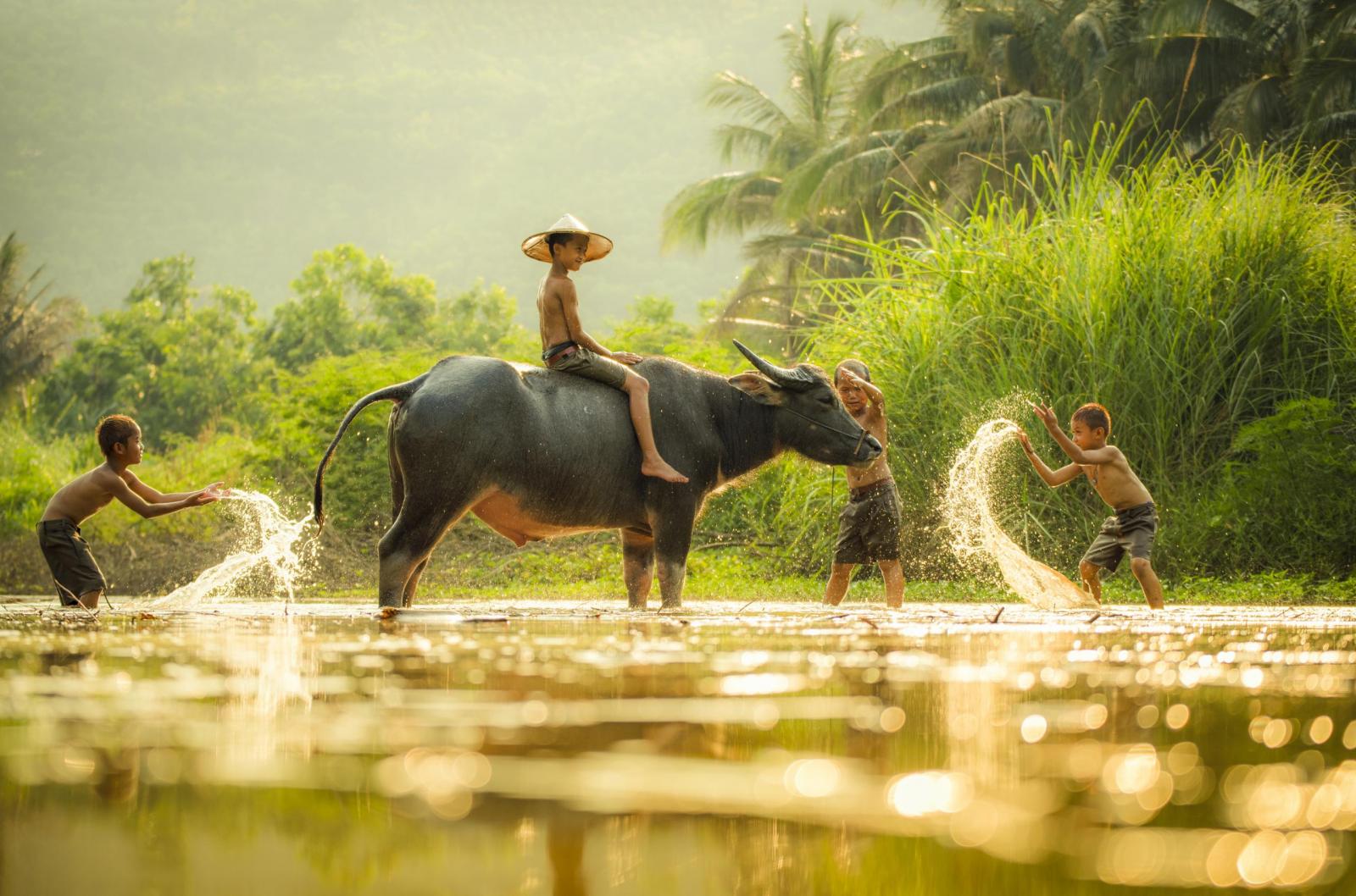 Asia children on river buffalo / The boys friend happy funny playing water and animal buffalo water on river with palm tree tropical background in the countryside of living life kids farmer asian