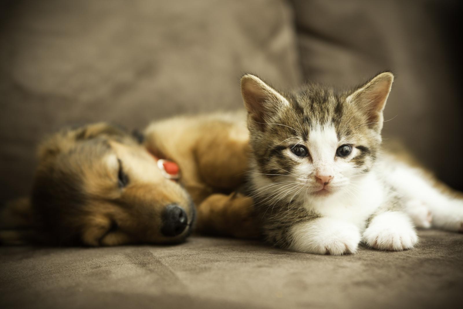 Petit chiot et petit chaton allongés sur un canapé